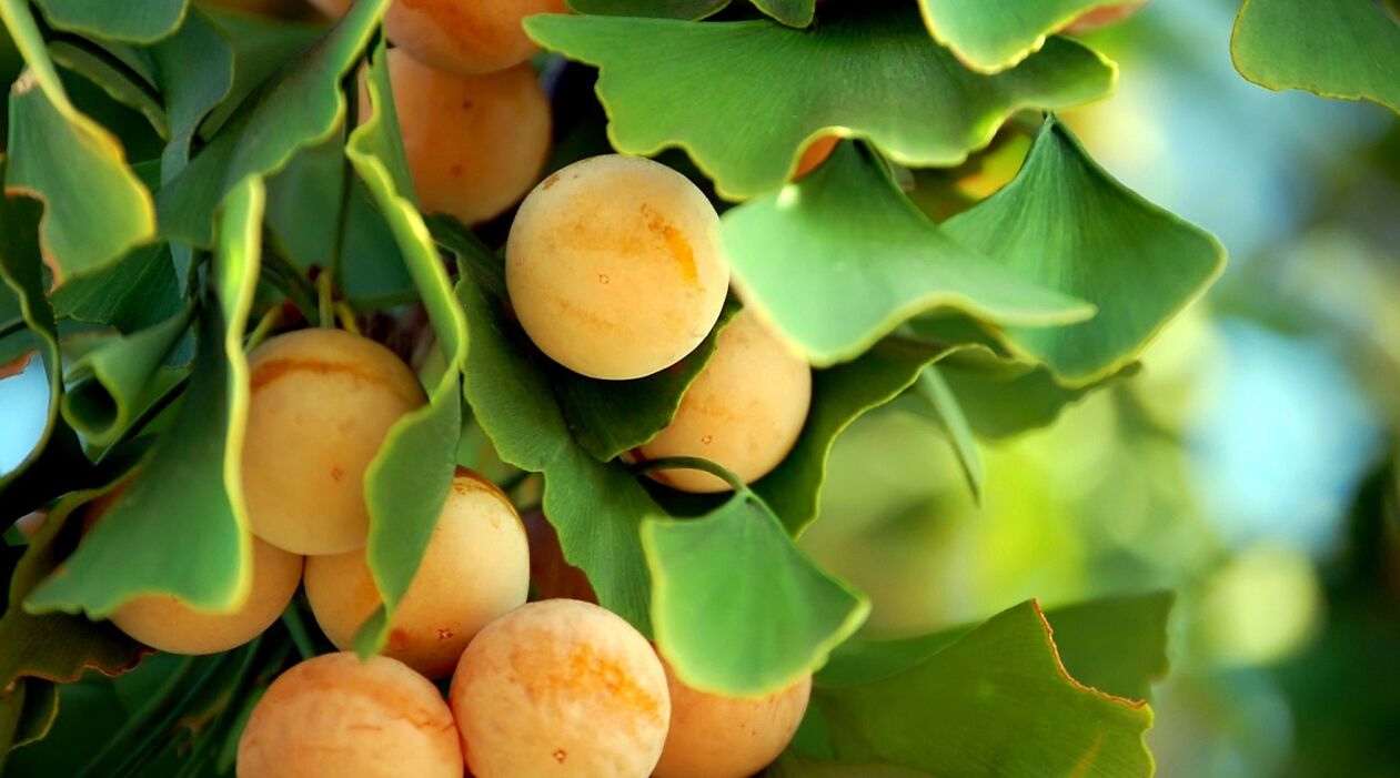 Ginkgo biloba keeles Gluconol