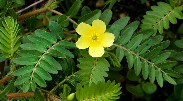 tribulus Gluconolis